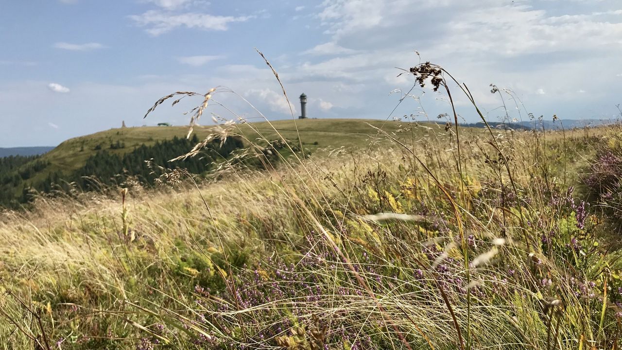 Feldberg Feldberg